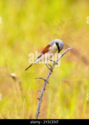 Lo Shrike dal dorso rosso è un migrante paleartico che visita le savane in gran parte dell'Africa. Il maschio ha una corona blu-grigia e una bella maschera nera Foto Stock