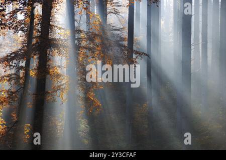 Foresta di abete rosso in autunno con nebbia, sole che splende tra i tronchi degli alberi, faggio con foglie autunnali, foresta di Harz, Sassonia-Anhalt, Germania, Europa Foto Stock