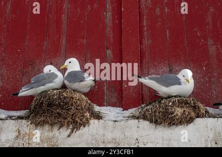 Gabbiani di fronte a un muro di legno rosso, A i Lofoten o A in breve, Lofoten, Norvegia settentrionale, Norvegia, Europa Foto Stock