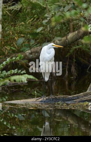 Great Egret (Ardea alba), nella palude vicino all'acqua, alla sorgente, al Parco Nazionale delle Everglades, Florida, Stati Uniti, nord America Foto Stock