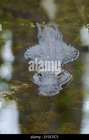 Alligatore americano (Alligator missippiensis), in acqua, sorgente, valle degli squali, Parco nazionale delle Everglades, Florida, Stati Uniti, Nord America Foto Stock