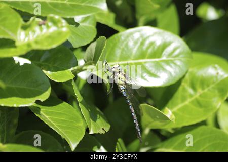 Falco meridionale (Aeshna cyanea), maschio, libellula, alloro ciliegia, colorato, la variopinta libellula si trova sulle foglie verdi dell'alloro ciliegia Foto Stock