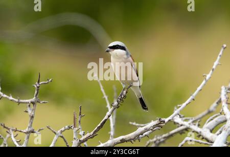 Lo Shrike dalla dorsale rossa è un migrante paleartico che visita le savane in gran parte dell'Africa durante le piogge. Il maschio ha una caratteristica corona blu-grigia Foto Stock