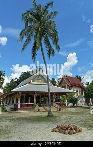 Idillio tropicale nel complesso del tempio Wat Khiri Mat, noci di cocco di fronte alla sala di preghiera, Phang Ka, Koh Samui, Thailandia, Asia Foto Stock