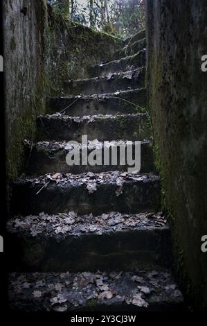 A pochi passi dal bunker Cheneux, seconda guerra mondiale, costruito nel 1933-1936, Ardenne Offensive, scale intemprate e coperte di foglie, pareti a sinistra e. Foto Stock