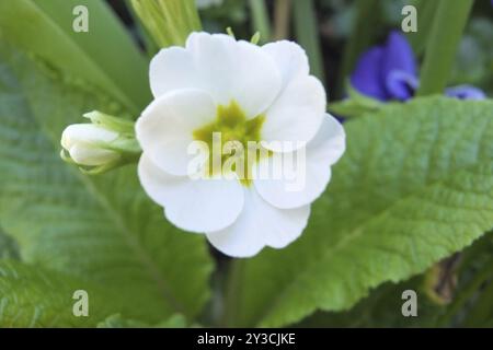 Primo piano di una primula bianca coltivata in primavera Foto Stock