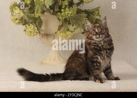 Norwegian Forest Cat, siede, sembra curioso, Norwegian Forest Cat, kit sembra curioso Foto Stock
