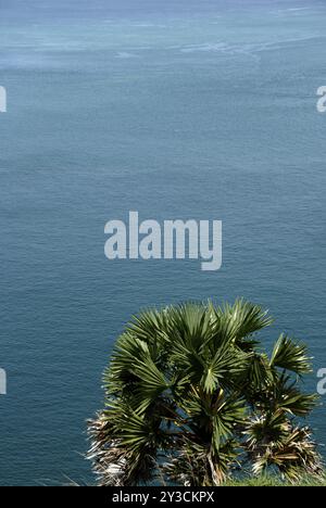 Palma dei fan a Laem Promthep, Phuket, Thailandia, Asia Foto Stock