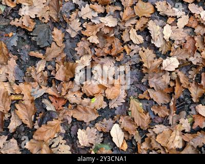 Un'immagine di sfondo full frame di foglie di quercia cadute marroni e nere su un terreno boschivo in inverno Foto Stock