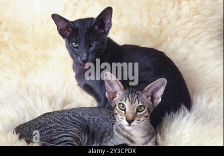 Oriental shorthair Cat Blue e macchie di pancetta Foto Stock