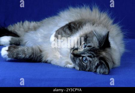 Holy Birman Cat, Seal-tabby-point maschio 4 anni, tomcat Foto Stock