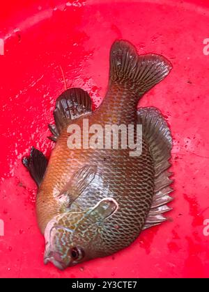 Longear Sunfish (Lepomis megalotis) Actinopterygii Foto Stock