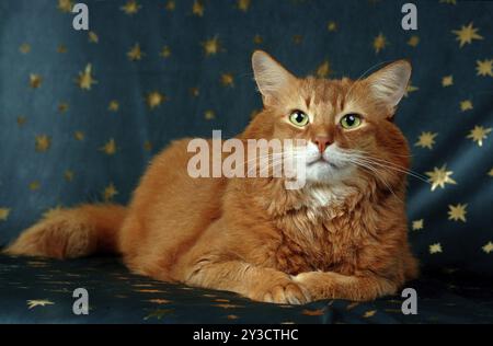 Uomo somalo, 7 anni Foto Stock