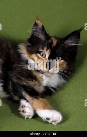 Gattino femminile black-tortie-tabby, 12 settimane Foto Stock