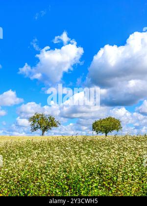 Terreno agricolo con grano saraceno fiorito (Fagopyrum esculentum) a rotazione - Francia centrale. Foto Stock