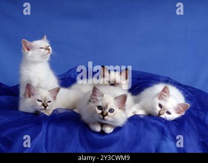 Gatto Birman, gattino, foca, foca-tabby, 12 settimane Foto Stock