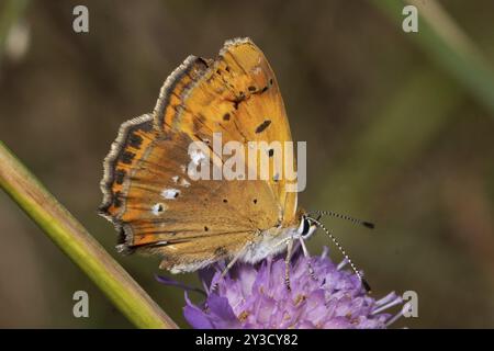 Farfalla femminile in rame con ali chiuse seduta su un fiore viola che succhia la vista destra Foto Stock