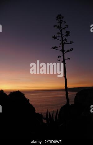 Infiorescenza di un Agave americana davanti al tramonto a Ponta da Piedade, Lagos, Algarve, Portogallo, Europa Foto Stock