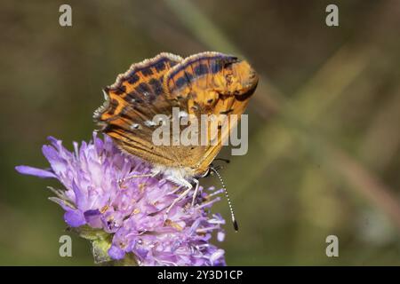 Farfalla femminile in rame con ali chiuse seduta su un fiore viola che succhia la vista destra Foto Stock
