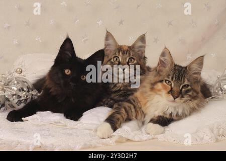 Gatto forestale norvegese, tre gattini, primo piano, gatto forestale norvegese, tre gattini Foto Stock