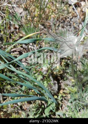 (Pulsatilla pratensis nigricans) Plantae Foto Stock