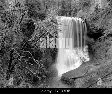 BW02071-00....OREGON - Middle North Falls nel Silver Falls State Park. Foto Stock