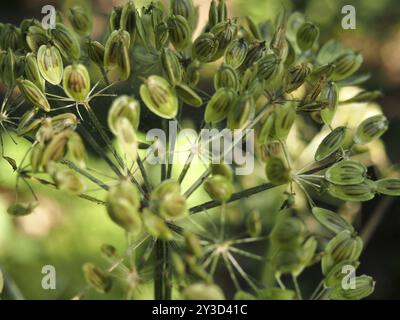 Primo piano di teste di semi di parsnip di vacca selvaggia verde contro uno sfondo naturale sfocato Foto Stock