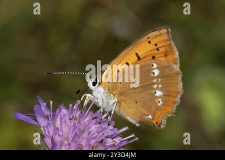 Farfalla femminile in rame con ali chiuse seduta su un fiore viola che succhia a sinistra Foto Stock