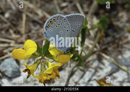 Magnifica farfalla blu con ali chiuse sedute su fiori gialli visti sulla destra Foto Stock