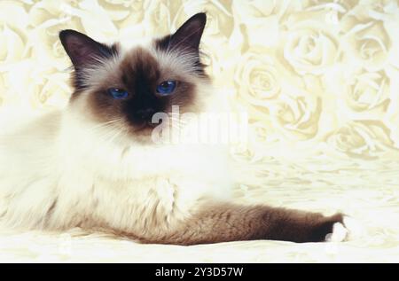 Birman Cat Seal-point femmina, di un anno Foto Stock