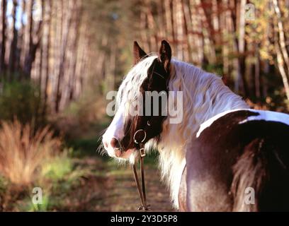 Tinker, gelding, 5 anni Foto Stock