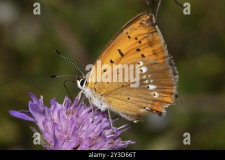 Farfalla femminile in rame con ali chiuse seduta su un fiore viola che succhia a sinistra Foto Stock
