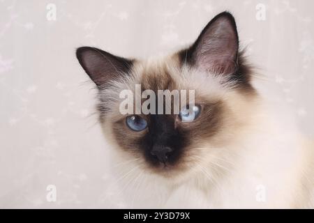 SACRO GATTO DI BIRMA, BIRMAN CAT, BIRMAN CAT, ADULTO, SEALPOINT, VERTICALE Foto Stock