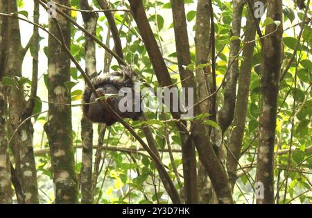 Scoiattolo con panciotto rosso (Sciurus aureogaster) Mammalia Foto Stock