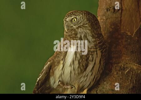 Gufo pigmeo seduto su un ramo accanto a un tronco di albero visto dalla parte anteriore sinistra Foto Stock