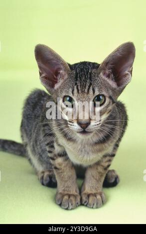 Gatto Oriental shorthair macchiato nero di 5 mesi Foto Stock
