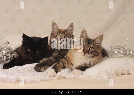 Gatto forestale norvegese, tre gattini, primo piano, gatto forestale norvegese, tre gattini Foto Stock