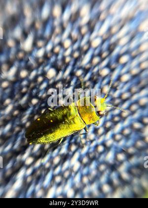 (Anthaxia nitidula) Insecta Foto Stock