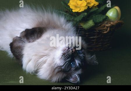 Birman Cat, Birman, Seal-tabby-point, femmina, 5 anni, riposante, rilassante Foto Stock