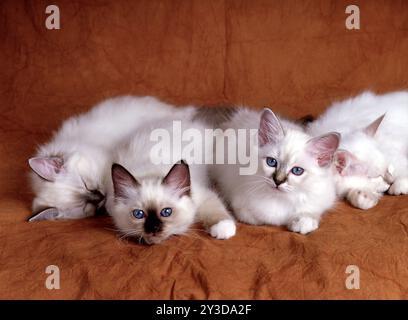 Gatto Birman, gattino, foca, foca-tabby, 12 settimane Foto Stock