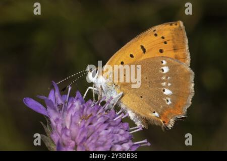Farfalla femminile in rame con ali chiuse seduta su un fiore viola che succhia a sinistra Foto Stock