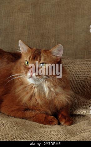 Gatto somalo Foto Stock