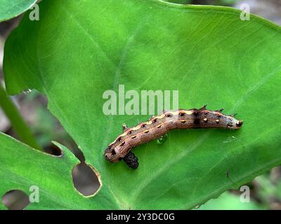 Falena del verme orientale (Spodoptera litura) Insecta Foto Stock