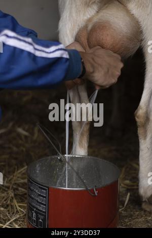 Persona irriconoscibile che munge una capra a mano mentre il latte cade in un secchio Foto Stock