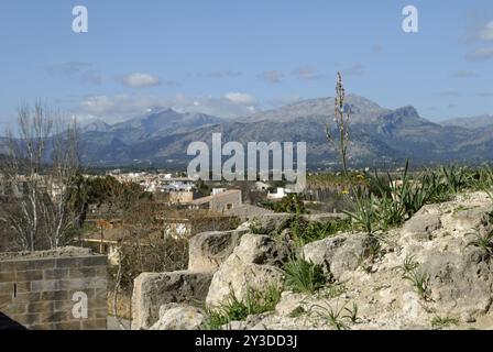 Asphodelus fistulosus, Alcudia, Maiorca, Spagna, Europa Foto Stock