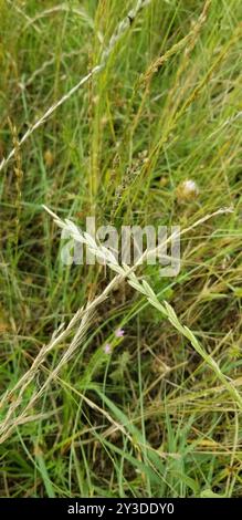 Ryegrass perenne (Lolium perenne) Plantae Foto Stock