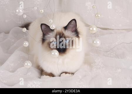 SACRO CAT DI BIRMA, BIRMAN CAT, SEAL-POINT, PERLE, SACRO CAT DI BIRMA, BIRMAN CAT Foto Stock