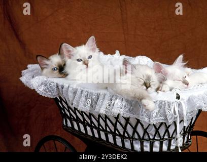 Gatto Birman, gattino, foca, foca-tabby, 12 settimane Foto Stock