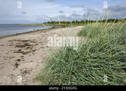 Erba di Marram nel Parco Nazionale di Vilsandi, Saaremaa, Estonia, Europa Foto Stock