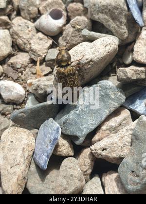 Coleottero a scacchi (Prosternon tessellatum) Insecta Foto Stock